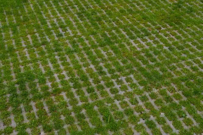 Green lawn or reinforced grass paving